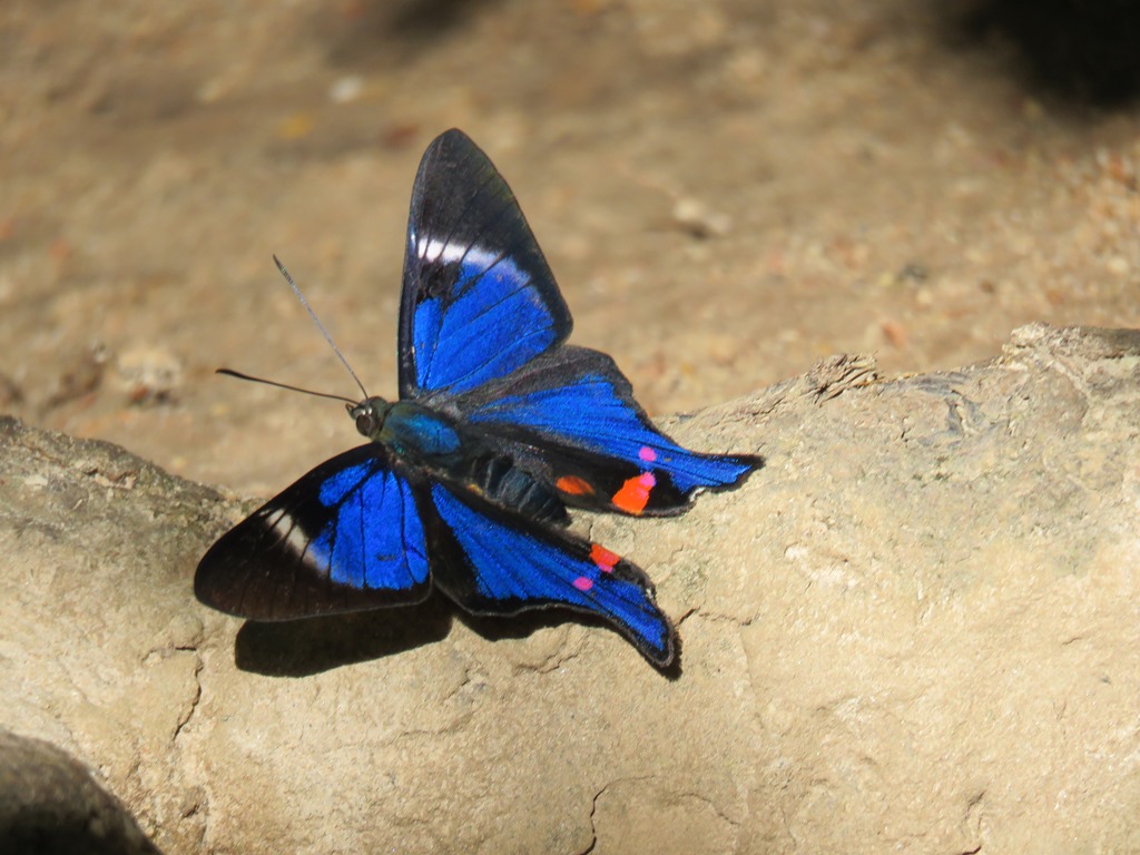 Periander metalmark