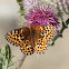 Hydaspe Fritillary