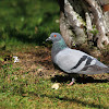 Rock dove