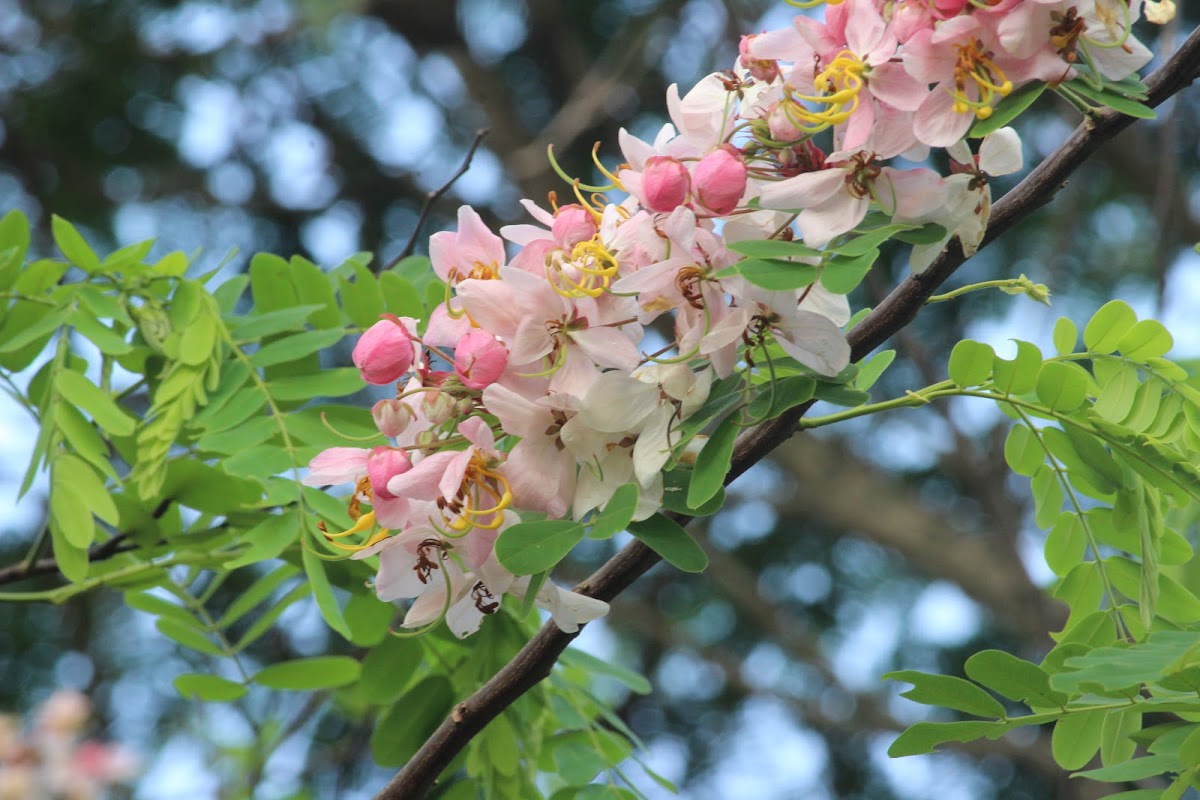 Java Cassia, Pink Shower, Apple Blossom Tree and Rainbow Shower Tree