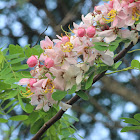 Java Cassia, Pink Shower, Apple Blossom Tree and Rainbow Shower Tree