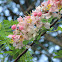 Java Cassia, Pink Shower, Apple Blossom Tree and Rainbow Shower Tree