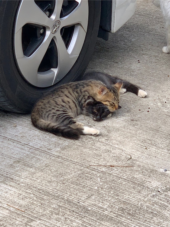 プリウスの猫に関するカスタム事例の投稿画像1枚目