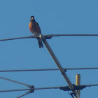 American Robin