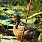 The lesser whistling duck