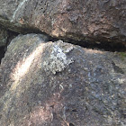 Gray Tree Frog