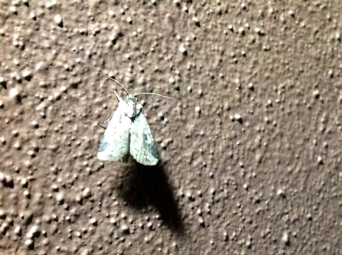 Unknown Spotting ( Moth )