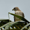 Hook-billed Kite