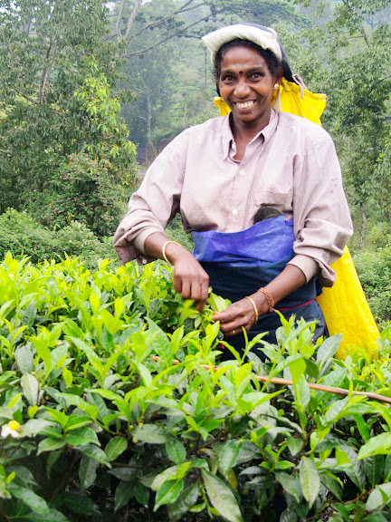 Earning about 500 rupees a day for 20 kilos of tea leaves