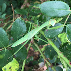 Chinese Mantis, juvenile