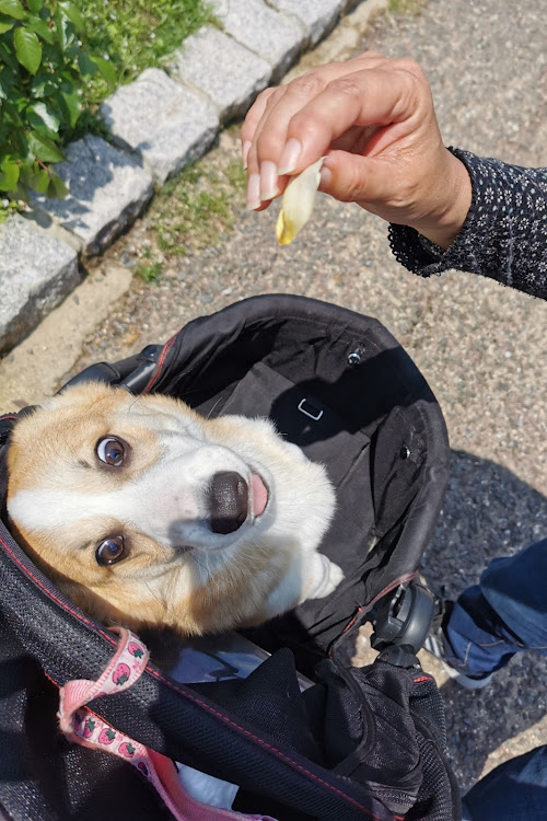 RX-7のコーギーのせってちゃん・犬tune・花tune・花博記念公園鶴見緑地に関するカスタム事例の投稿画像14枚目