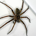 Huntsman Spider