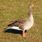 Greylag goose