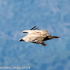 Black Vulture; Buitre Negro