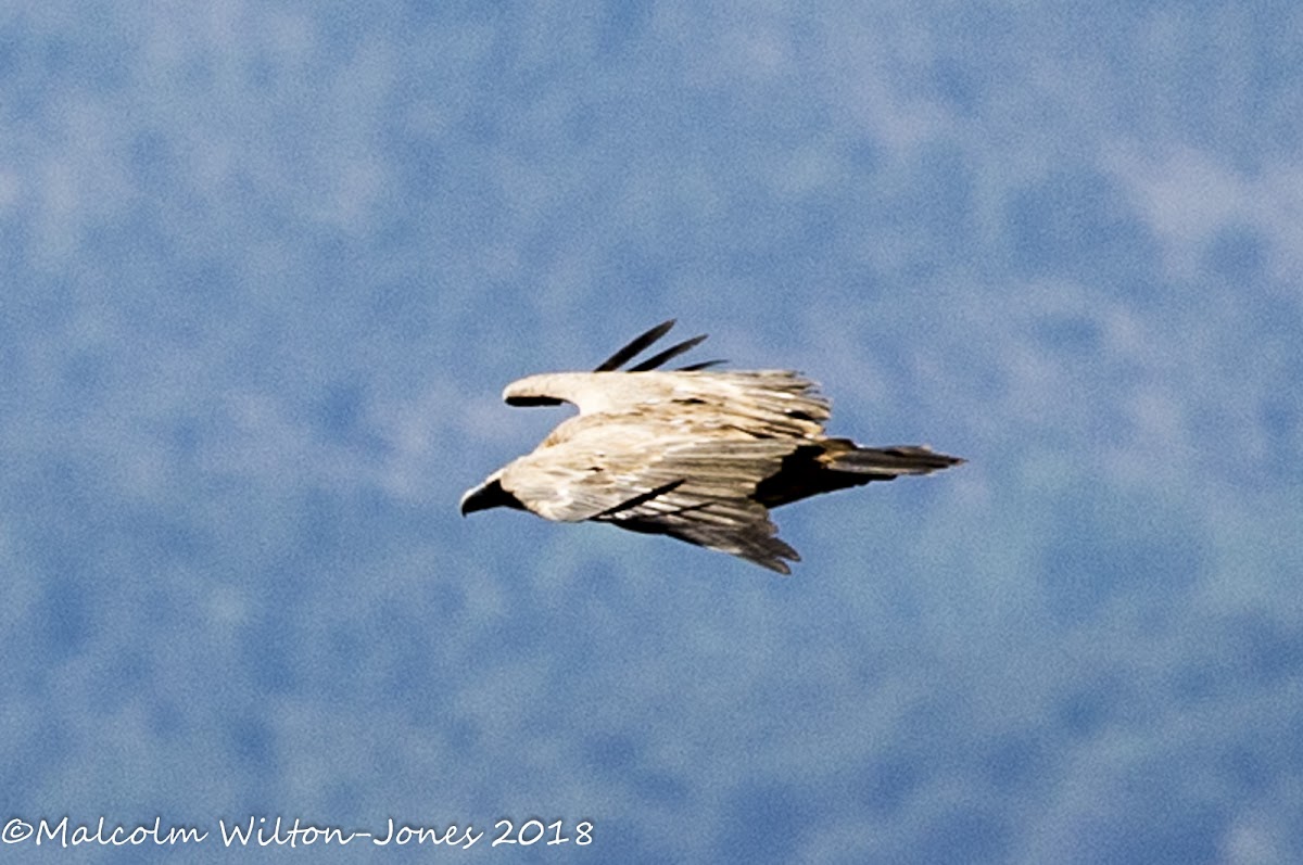 Black Vulture; Buitre Negro