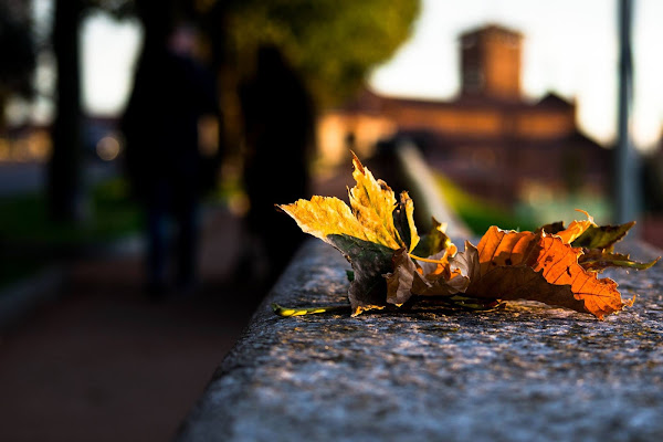 le foglie al vento di marco.tubiolo photography