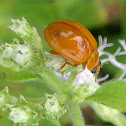 Variable Ladybird