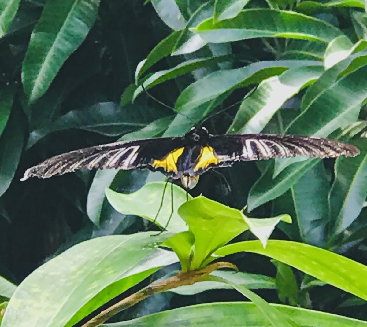 Golden birdwing