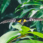 Golden birdwing