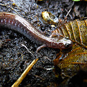 Eastern Red-backed Salamander