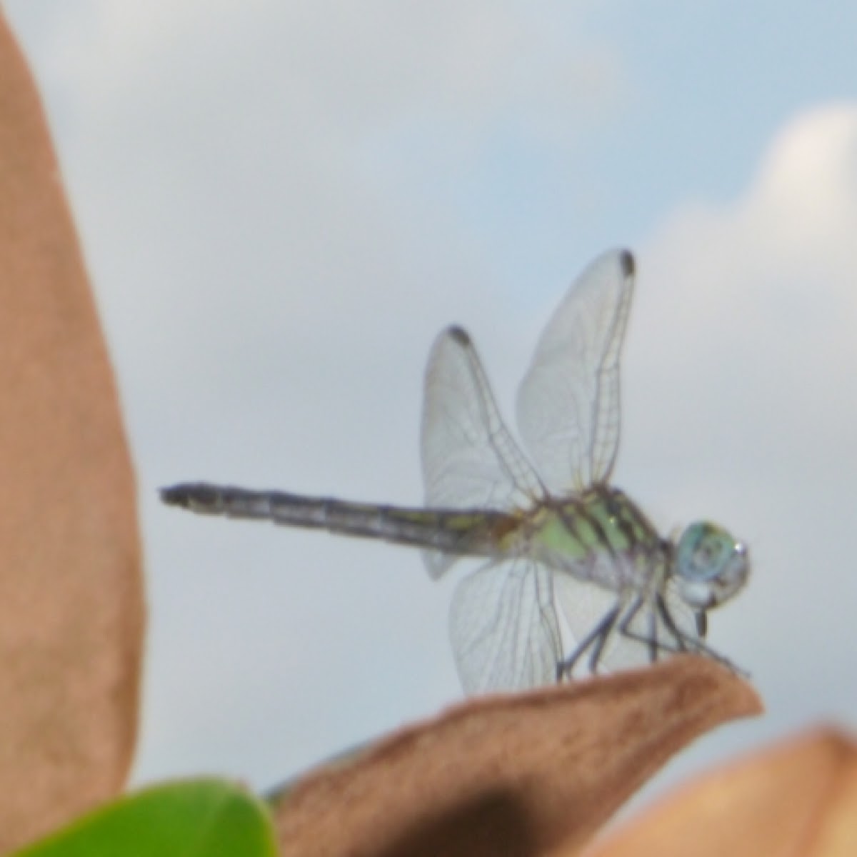 Dragonfly