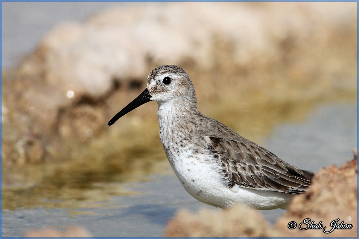 Dunlin