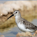 Dunlin