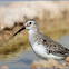 Dunlin