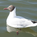 Gaivota de cabeça preta