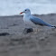 Slender-billed gull