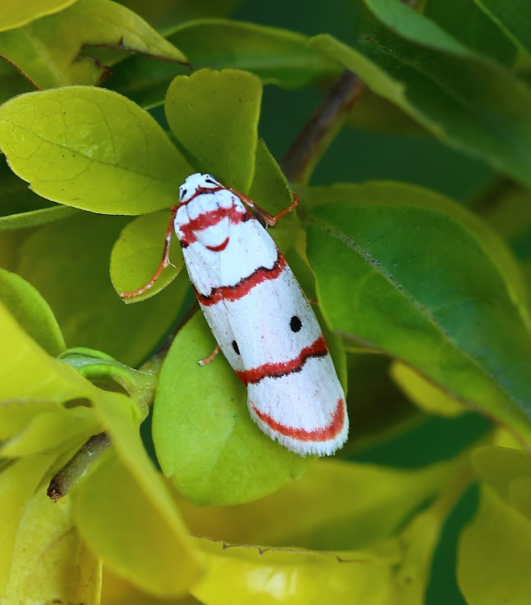 Red-striped Tiger Moth