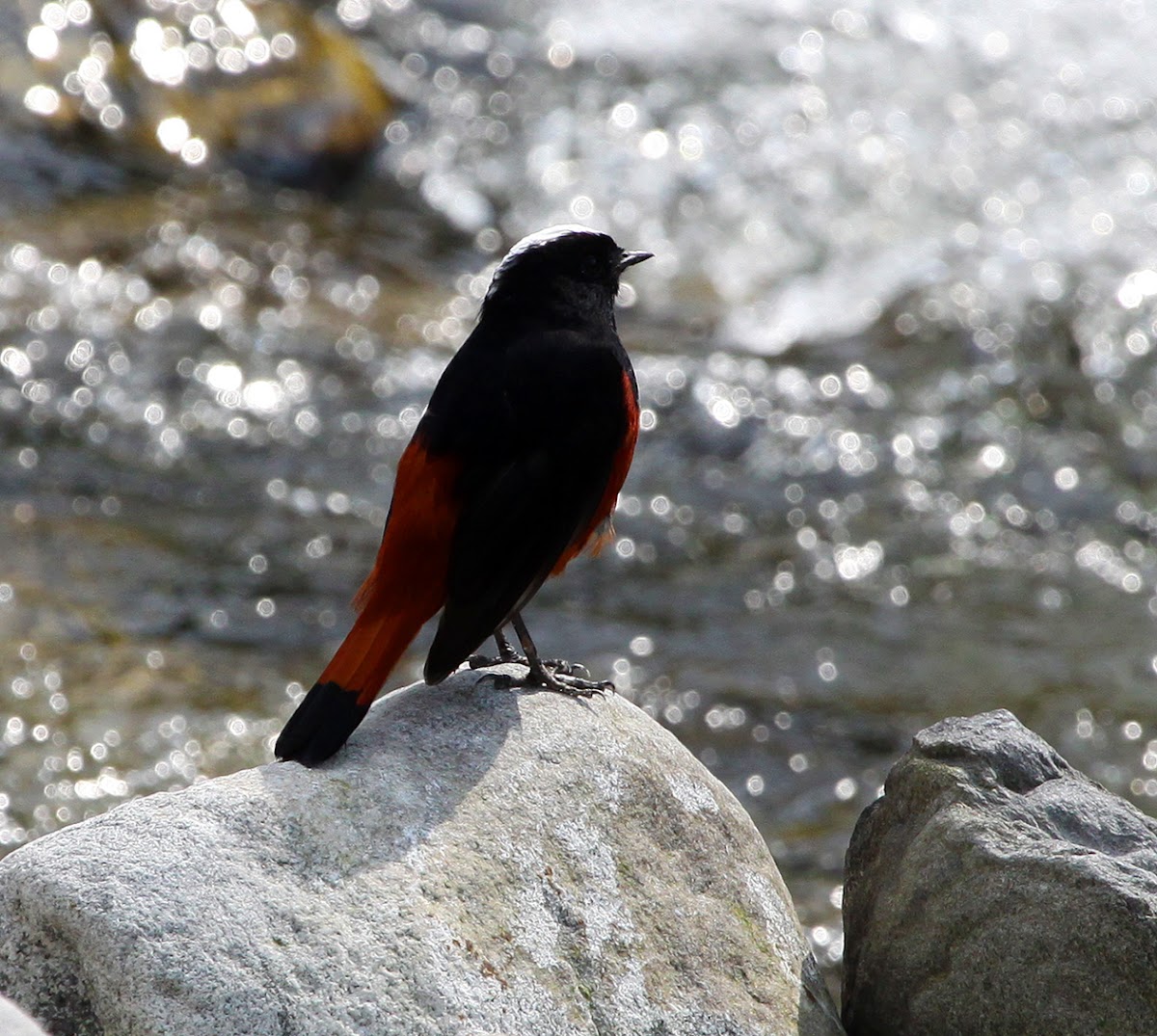 White-capped Water Redstart