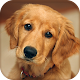 Download Cute Dogs Wallpapers For PC Windows and Mac