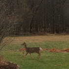 White tail deer