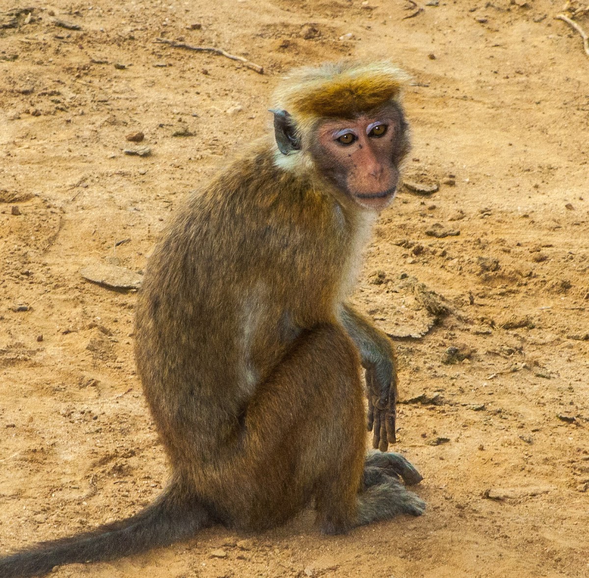 Sri Lanka Toque Macaque