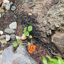 Orange Peel Fungus