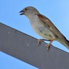 Southern Grey-headed Sparrow