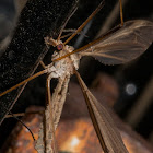 Crane Fly