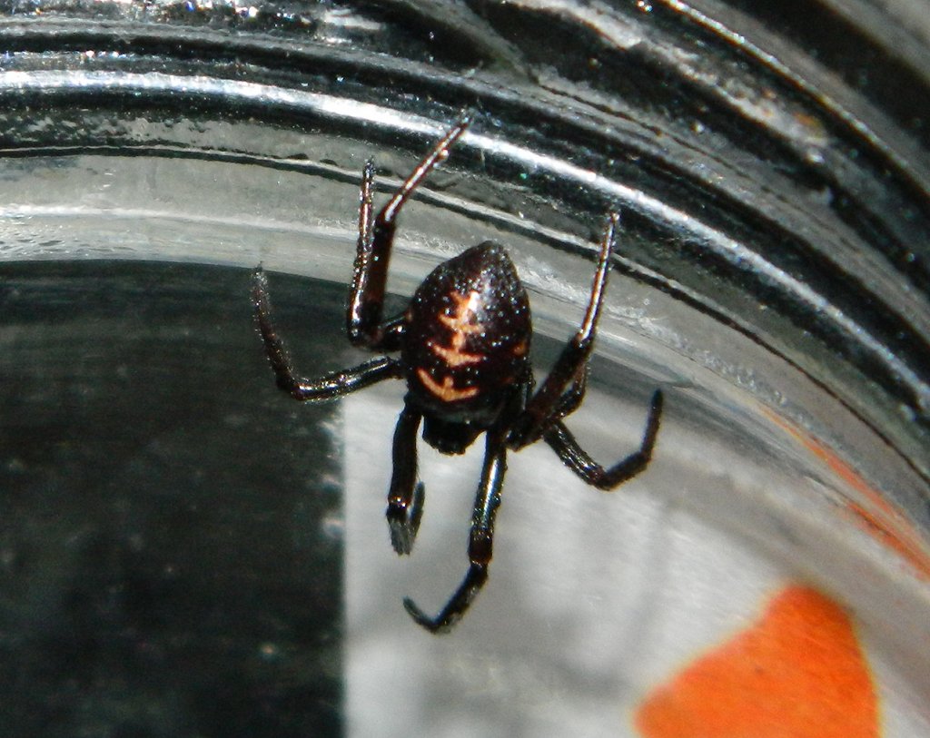 False Black Widow spider