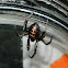 False Black Widow spider