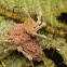 Lynx Spider