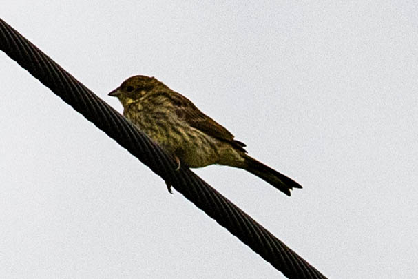 Cirl Bunting