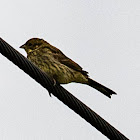 Cirl Bunting