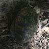 Common box turtle