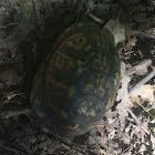 Common box turtle