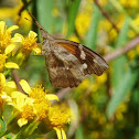 American Snout