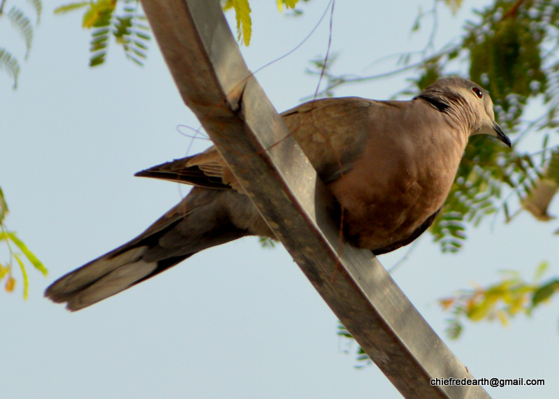 Eurasian collared dove