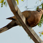 Eurasian collared dove