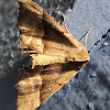 Rindge's Pero Moth