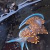 Opalescent nudibranch